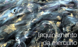 Inquinamento da mercurio Inquinamento da mercurio
