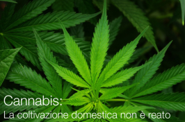 Cannabis: la Cassazione ha stabilito che la coltivazione domestica non è reato