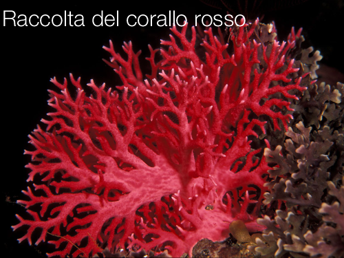 Disposizioni nazionali sulla raccolta del corallo rosso