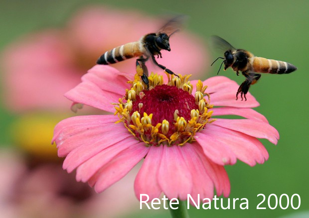 Rete Natura 2000