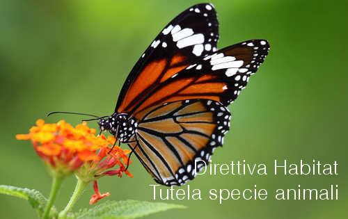 Direttiva Habitat   tutela specie animali