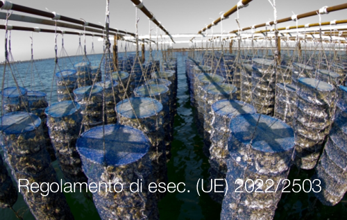 Regolamento di esecuzione UE 2022 2503