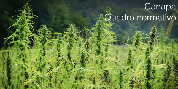 Canapa Quadro normativo Canapa Quadro normativo
