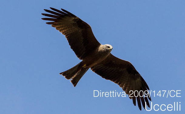 Direttiva 2009 147 CE Uccelli Direttiva 2009 147 CE Uccelli
