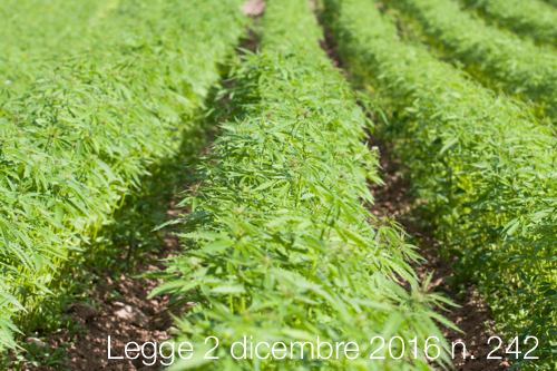 Legge 2 dicembre 2016 n 242 Legge 2 dicembre 2016 n 242