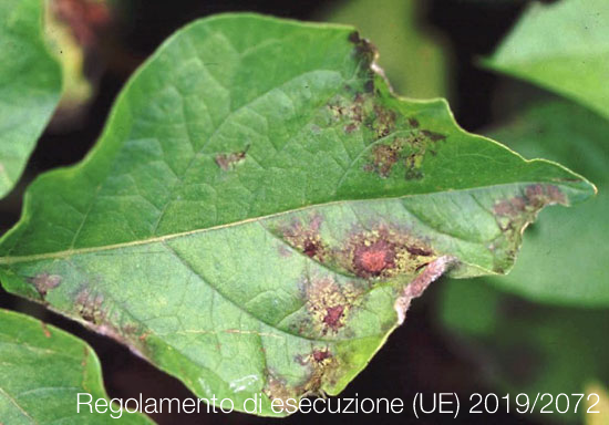 Regolamento di esecuzione UE 2019 2072 Regolamento di esecuzione UE 2019 2072