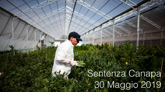 Sentenza canapa 30 Maggio 2019 Sentenza canapa 30 Maggio 2019