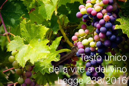 Testo unico Vino Testo unico Vino