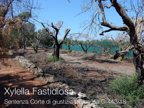 Xylella Fastidiosa Xylella Fastidiosa