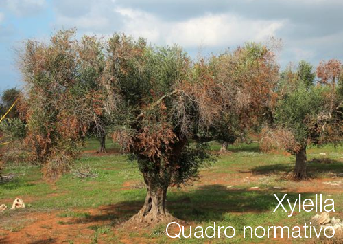 Xylella Quadro normativo Xylella Quadro normativo