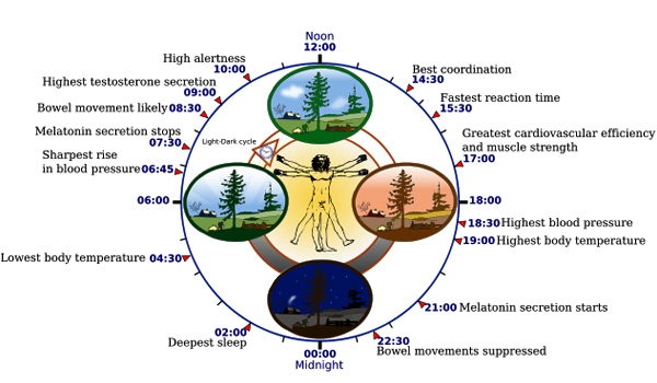 Circadian Rhythms Internal Body Cock Circadian Rhythms Internal Body Cock