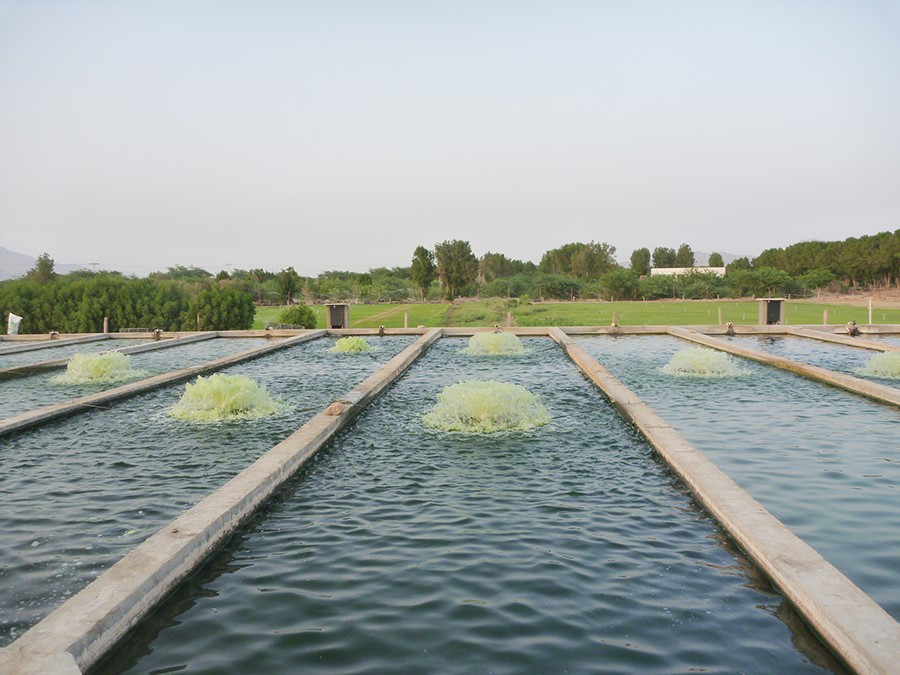 Industria ittica Industria ittica