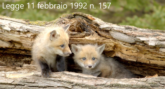 Legge 11 febbraio 1992 n 157 Legge 11 febbraio 1992 n 157