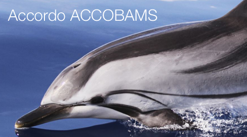 Accordo ACCOBAMS Accordo ACCOBAMS