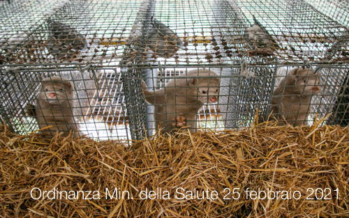 Ordinanza Ministero della Salute 25 febbraio 2021 Ordinanza Ministero della Salute 25 febbraio 2021