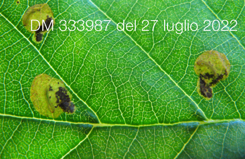 DM 333987 del 27 luglio 2022 DM 333987 del 27 luglio 2022