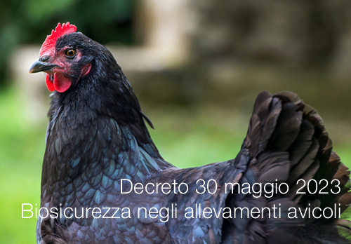 Decreto 30 maggio 2023 Biosicurezza negli allevamenti avicoli Decreto 30 maggio 2023 Biosicurezza negli allevamenti avicoli