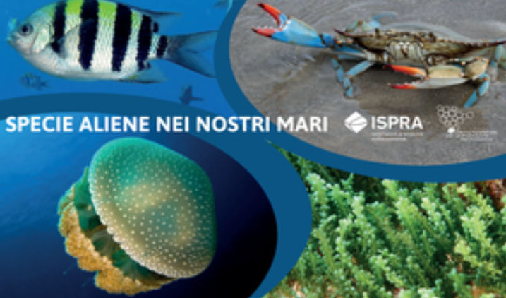 Specie aliene nei nostri mari 2024 Specie aliene nei nostri mari 2024